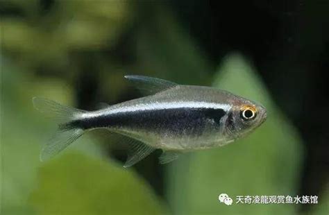 燈科魚種類|魚類圖鑑：常見的100種燈科魚（上）